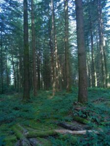 douglas sur pied departement cantal